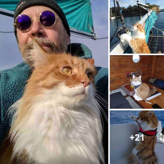 This Maine Coon Uses the "Ears" of a Deaf Sailor to Help Them Navigate The Seas